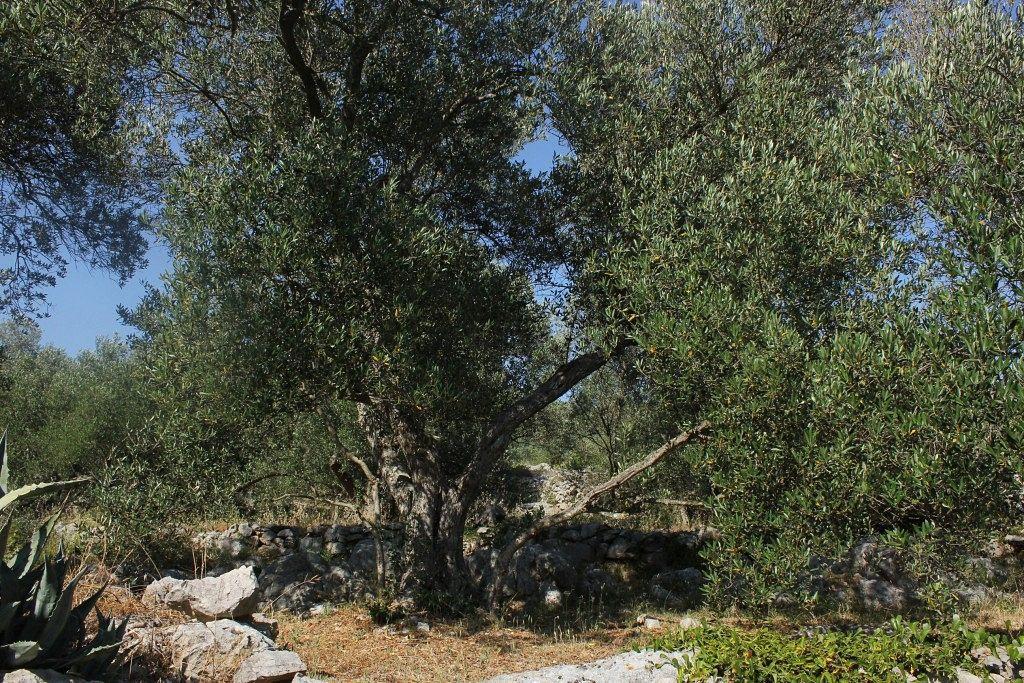 Secluded Fisherman'S Cottage Cove Magrovica - Telascica, Dugi Otok - 8142 Сали Екстериор снимка